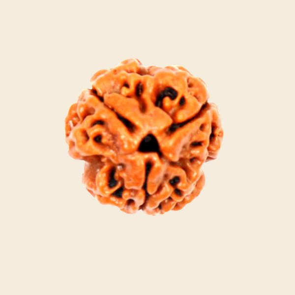 Original 3 Mukhi Rudraksha At Best Price - Special Offer on Authentic Nepali Beads