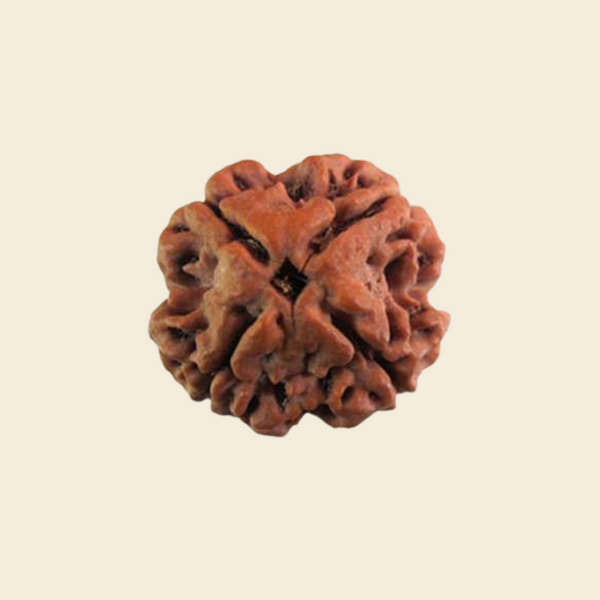Original Nepali 4 Mukhi Rudraksha At Best Price - Empower Your Mind and Body